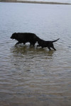 Lilly samen met Tealtje in het water